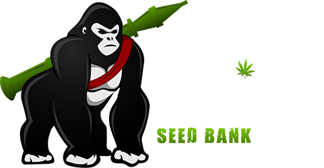 Gorilla